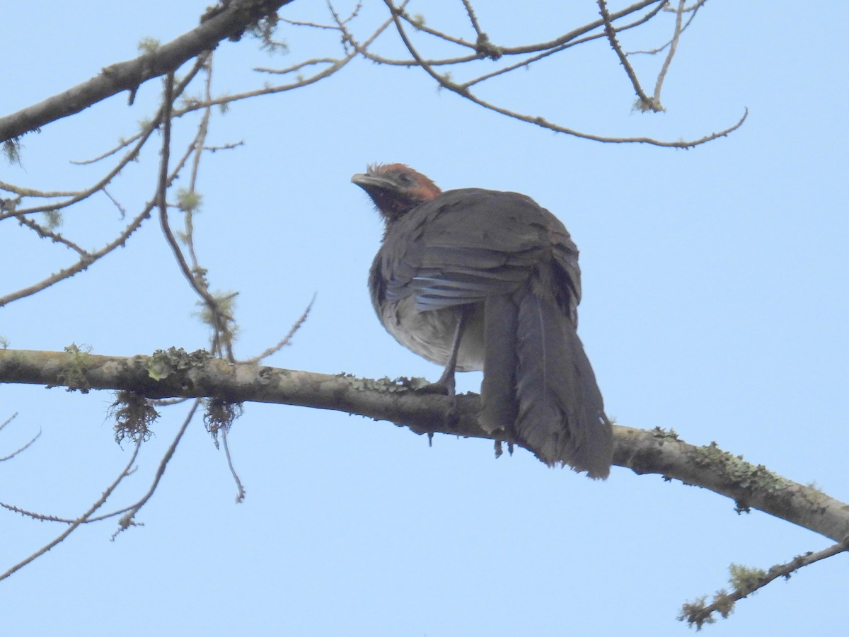 East Brazilian Chachalaca - bob butler