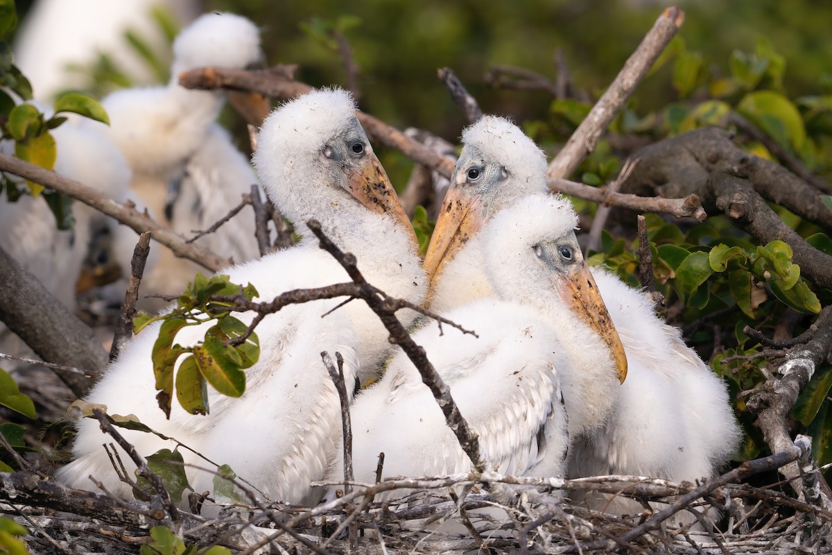 Wood Stork - ML614596844