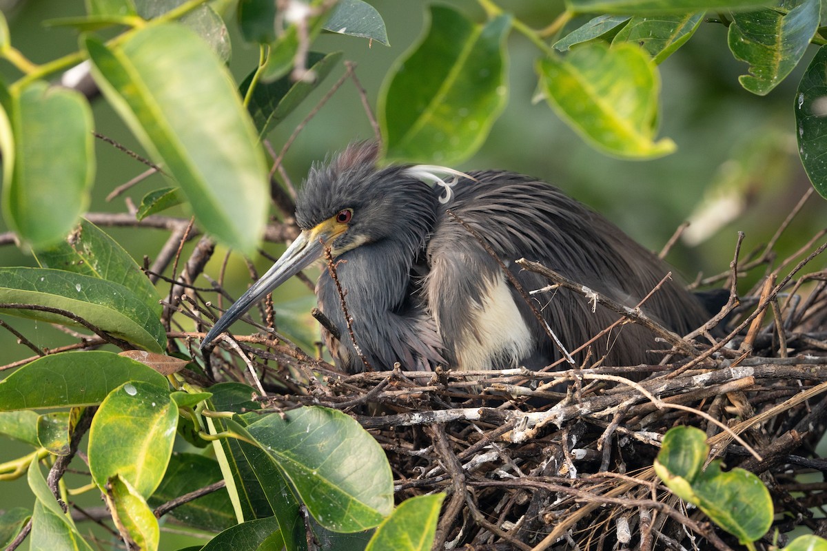 Tricolored Heron - ML614596914