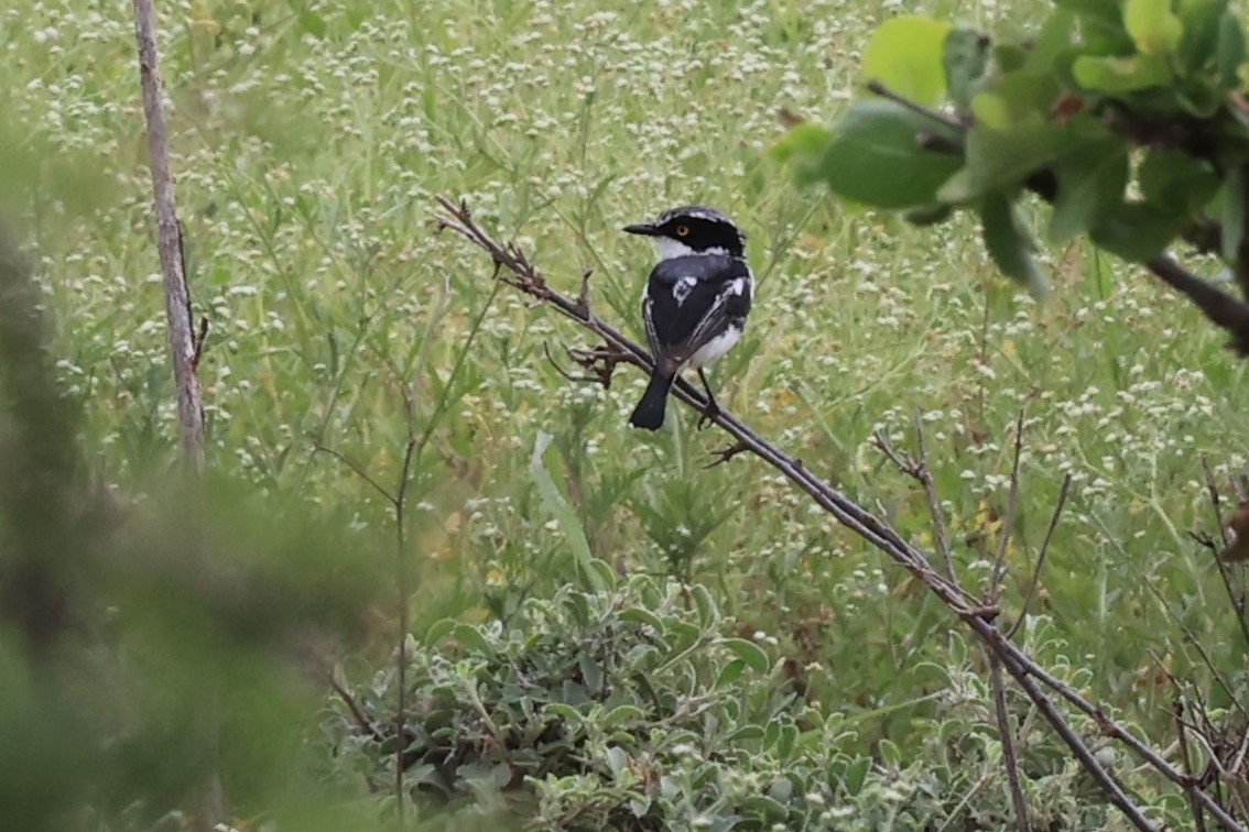 Gray-headed Batis - ML614596925