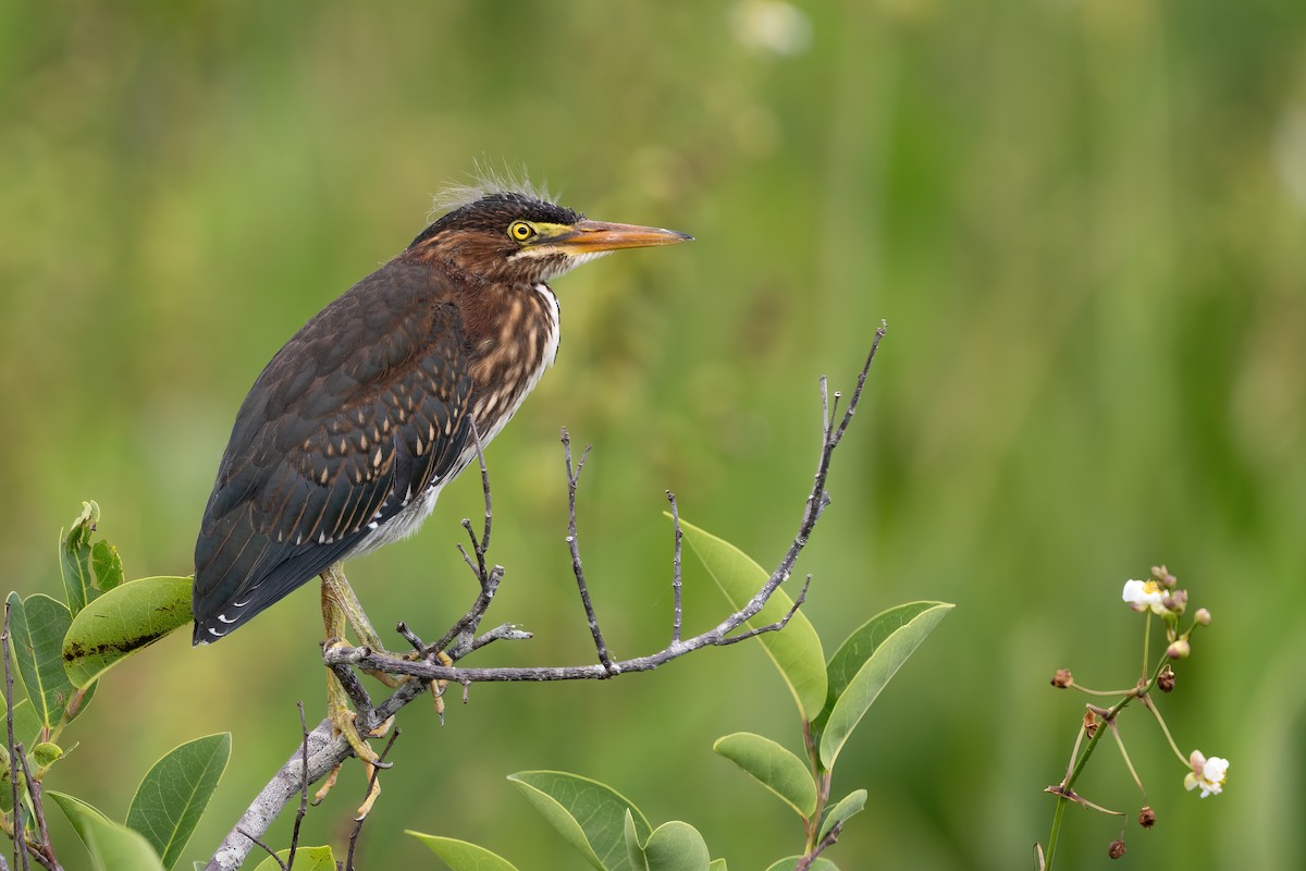 Green Heron - ML614596933