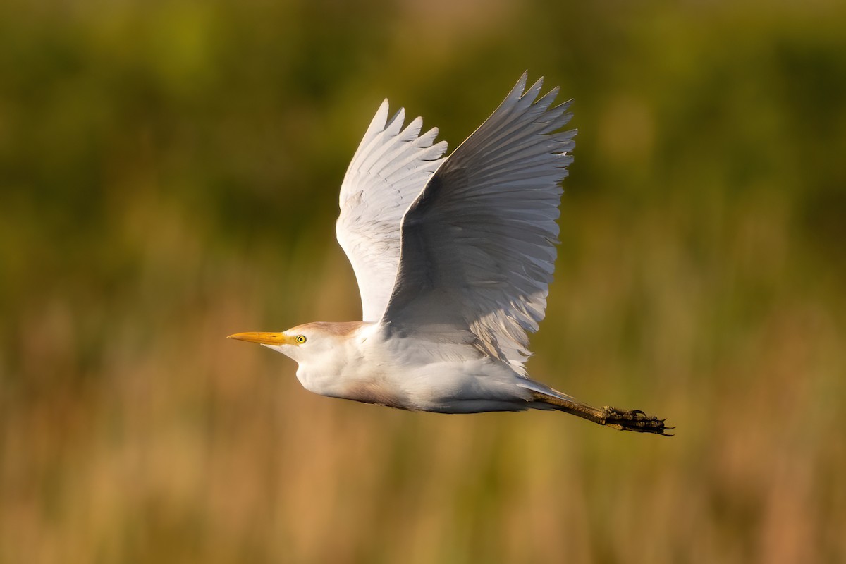 Western Cattle-Egret - ML614596950