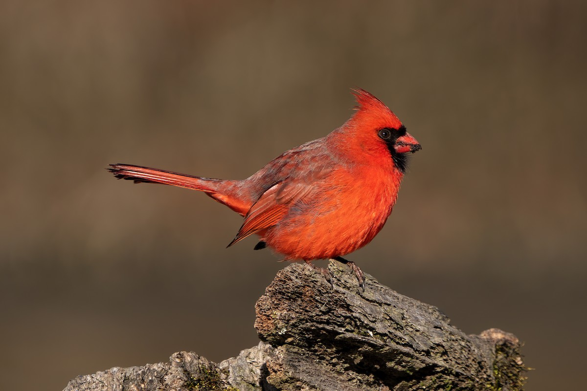 Cardinal rouge - ML614596981
