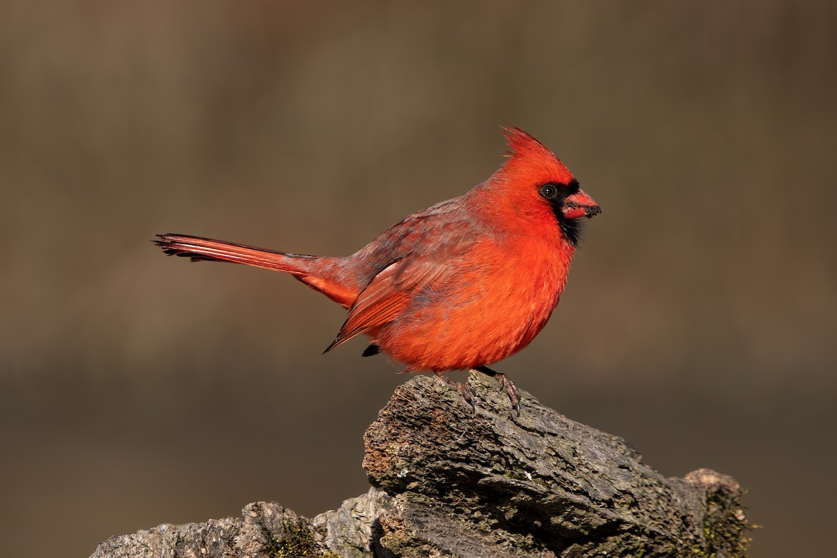 Northern Cardinal - ML614596981