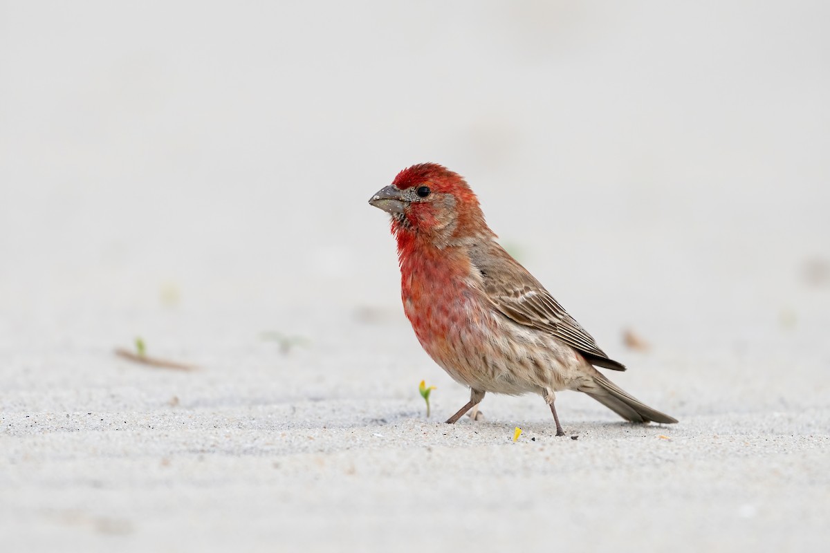 House Finch - ML614597037