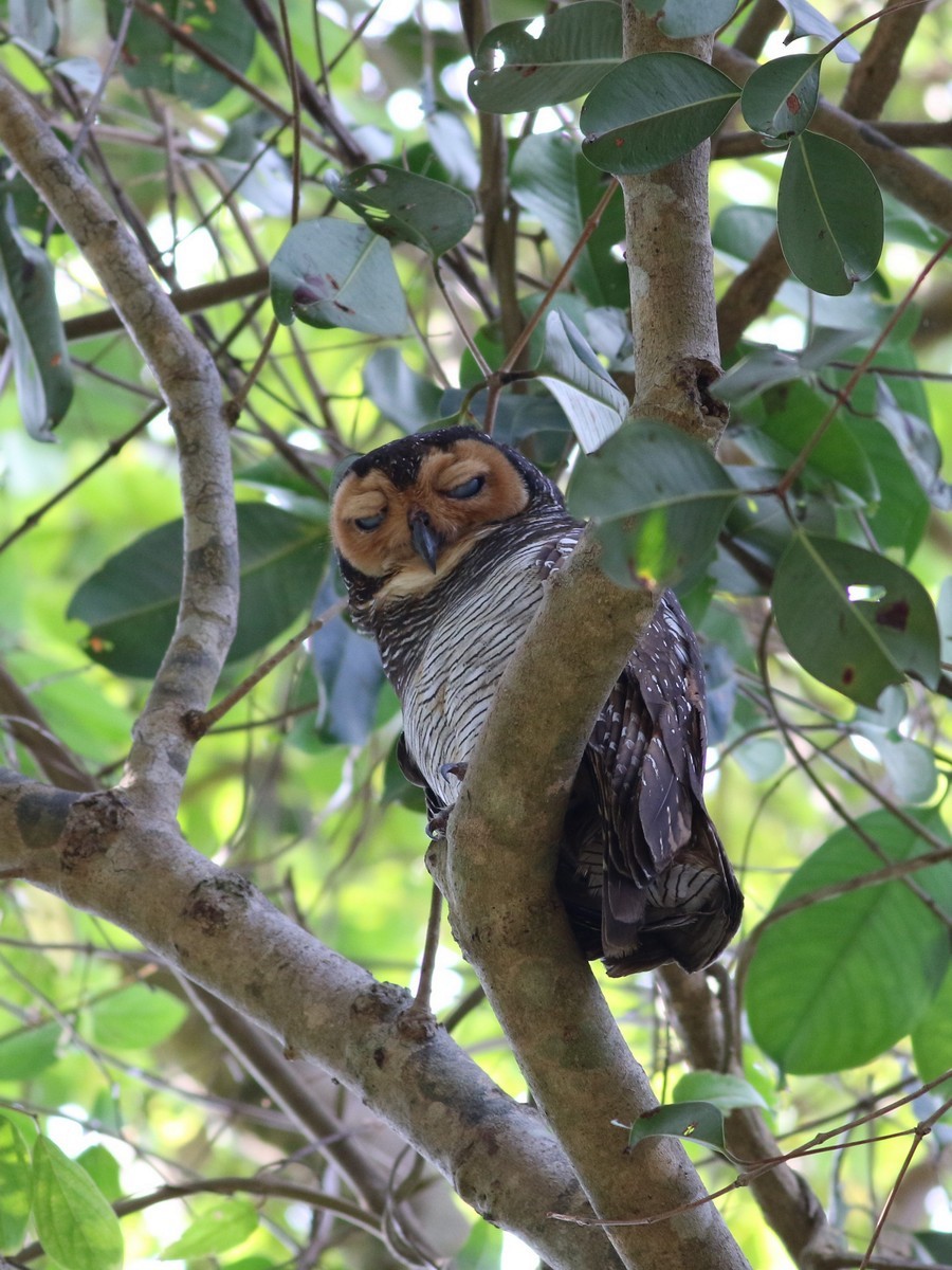 Spotted Wood-Owl - ML614597071