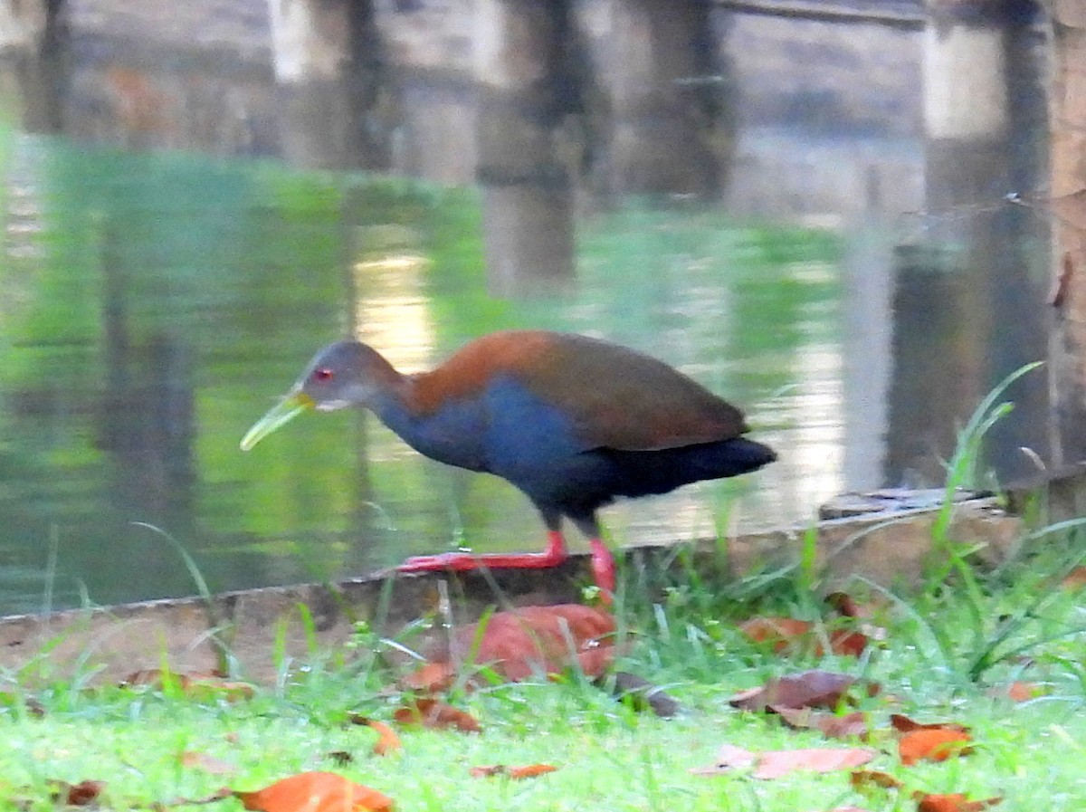 Slaty-breasted Wood-Rail - ML614597081