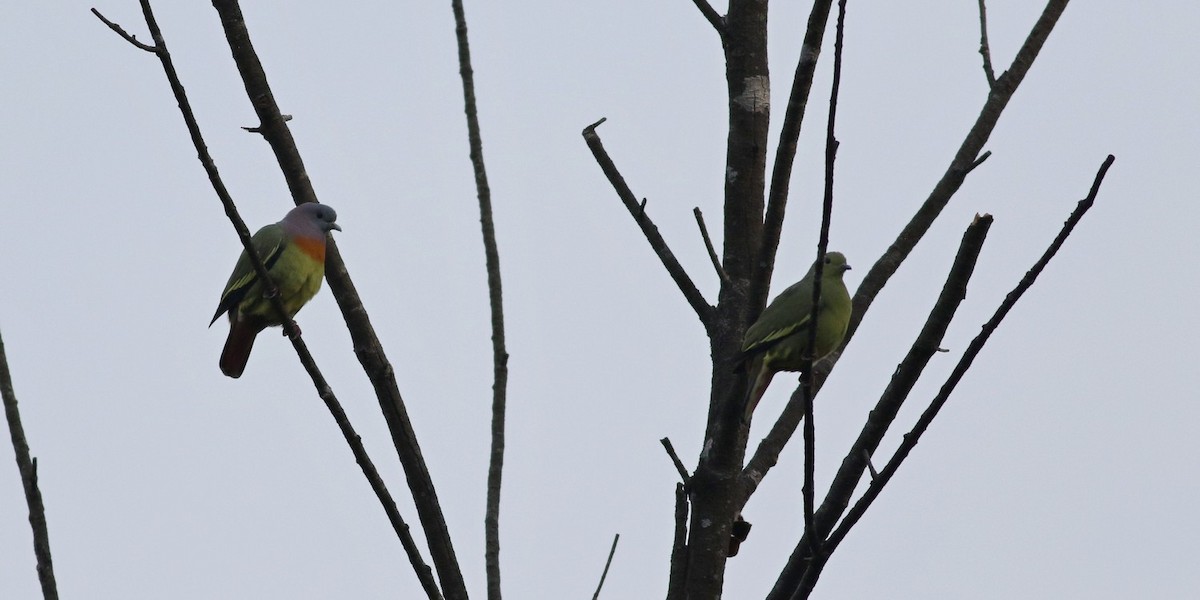 Pink-necked Green-Pigeon - Rune Neergaard