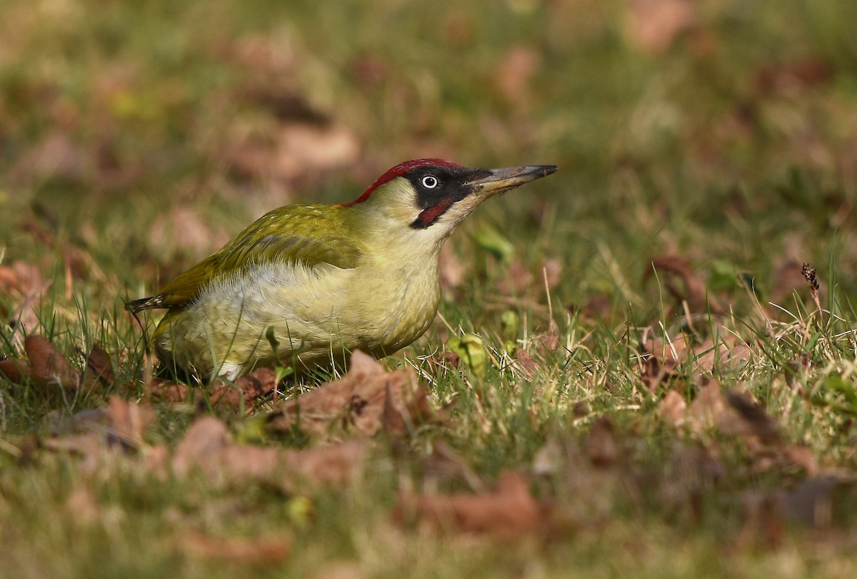 Eurasian Green Woodpecker - Mikołaj Rowicki