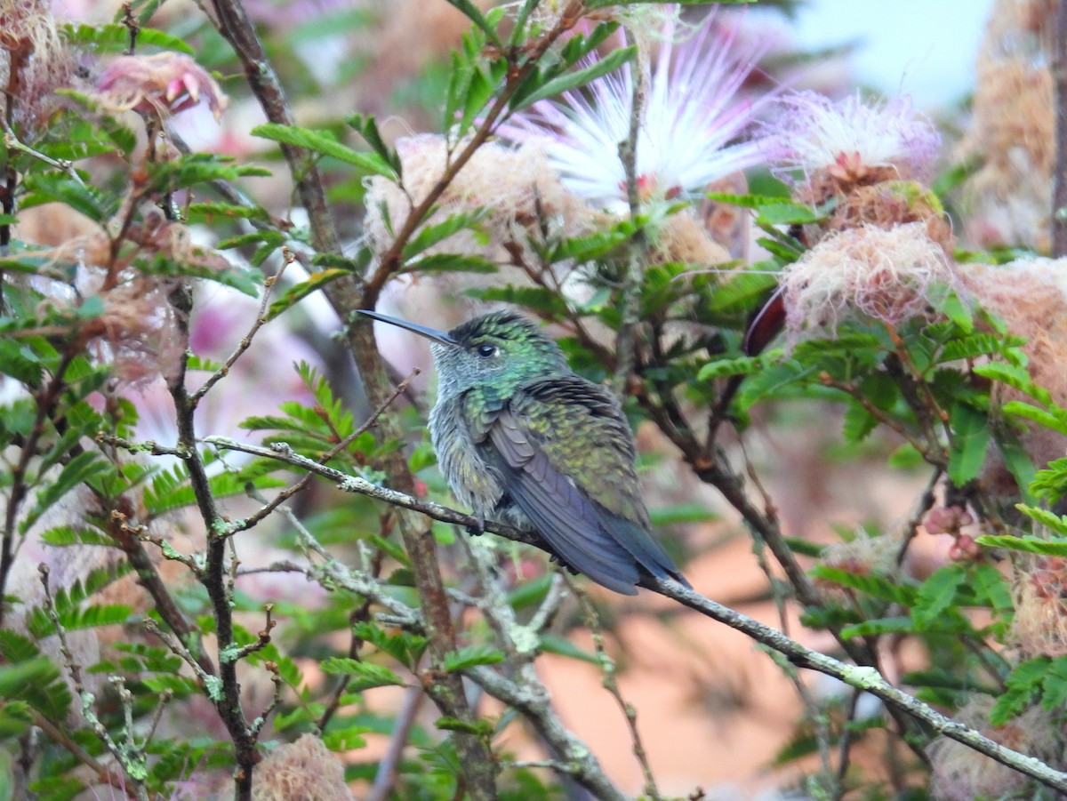 kolibřík pestrý - ML614597115