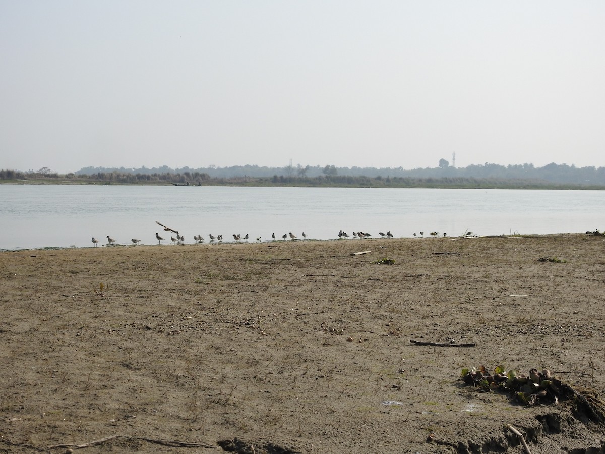 Little Stint - ML614597123