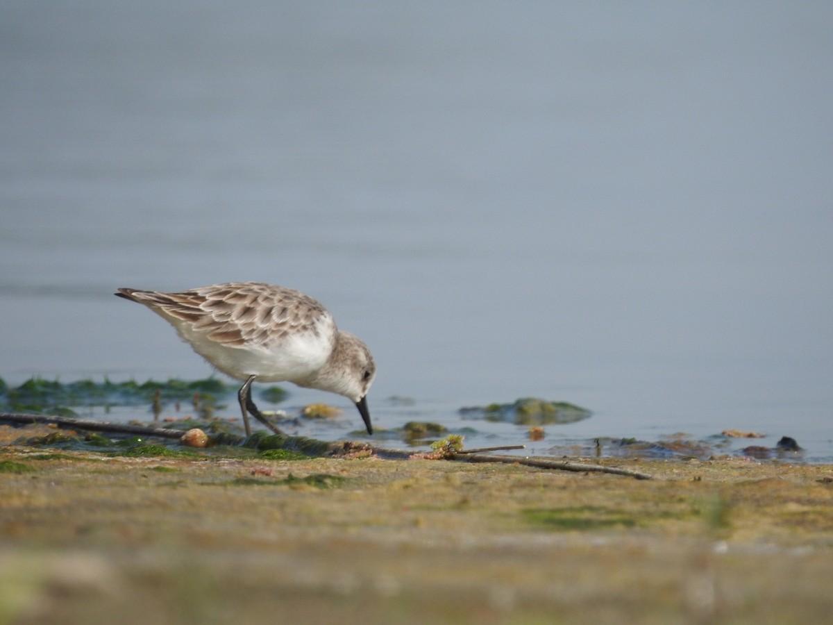 Little Stint - ML614597124