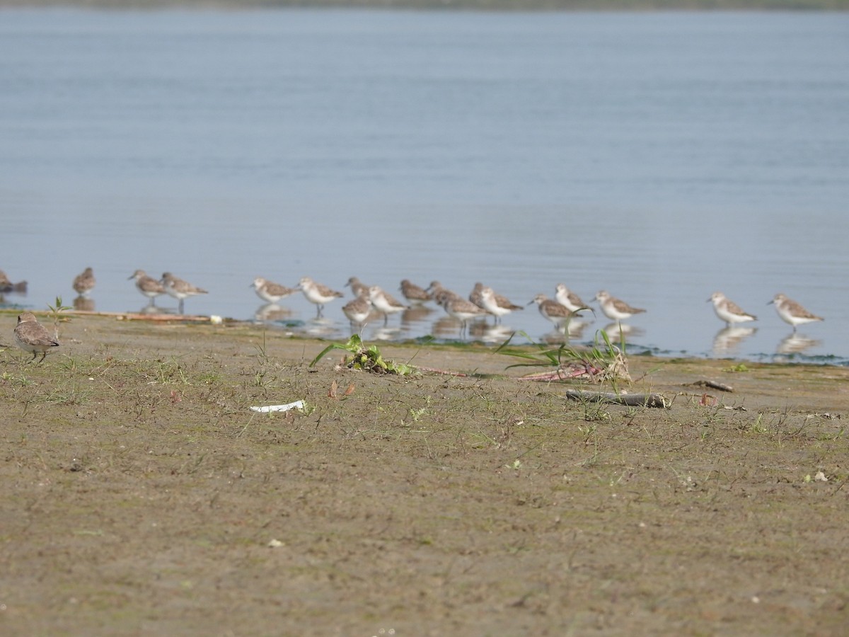 Little Stint - ML614597125