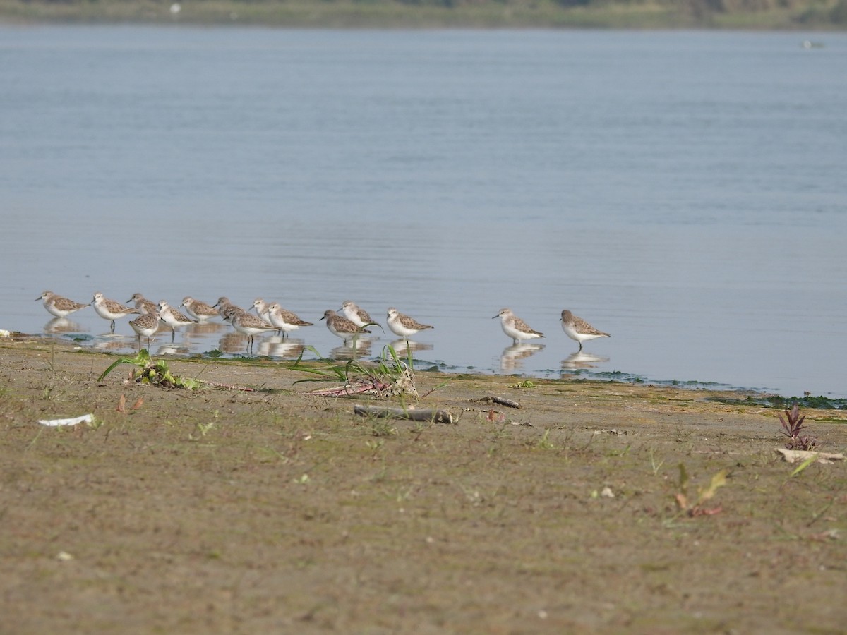 Little Stint - ML614597126