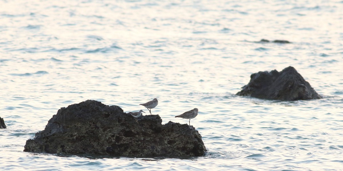 Gray-tailed Tattler - ML614597142