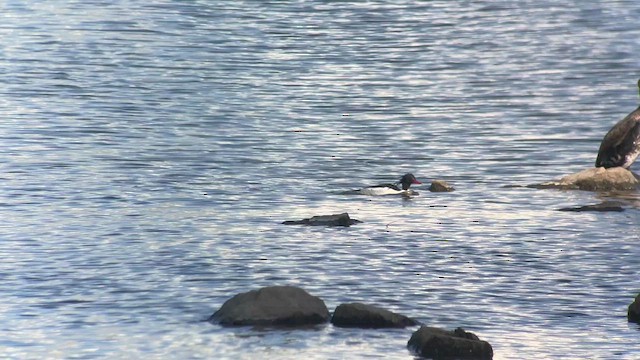 Scaly-sided Merganser - ML614597170