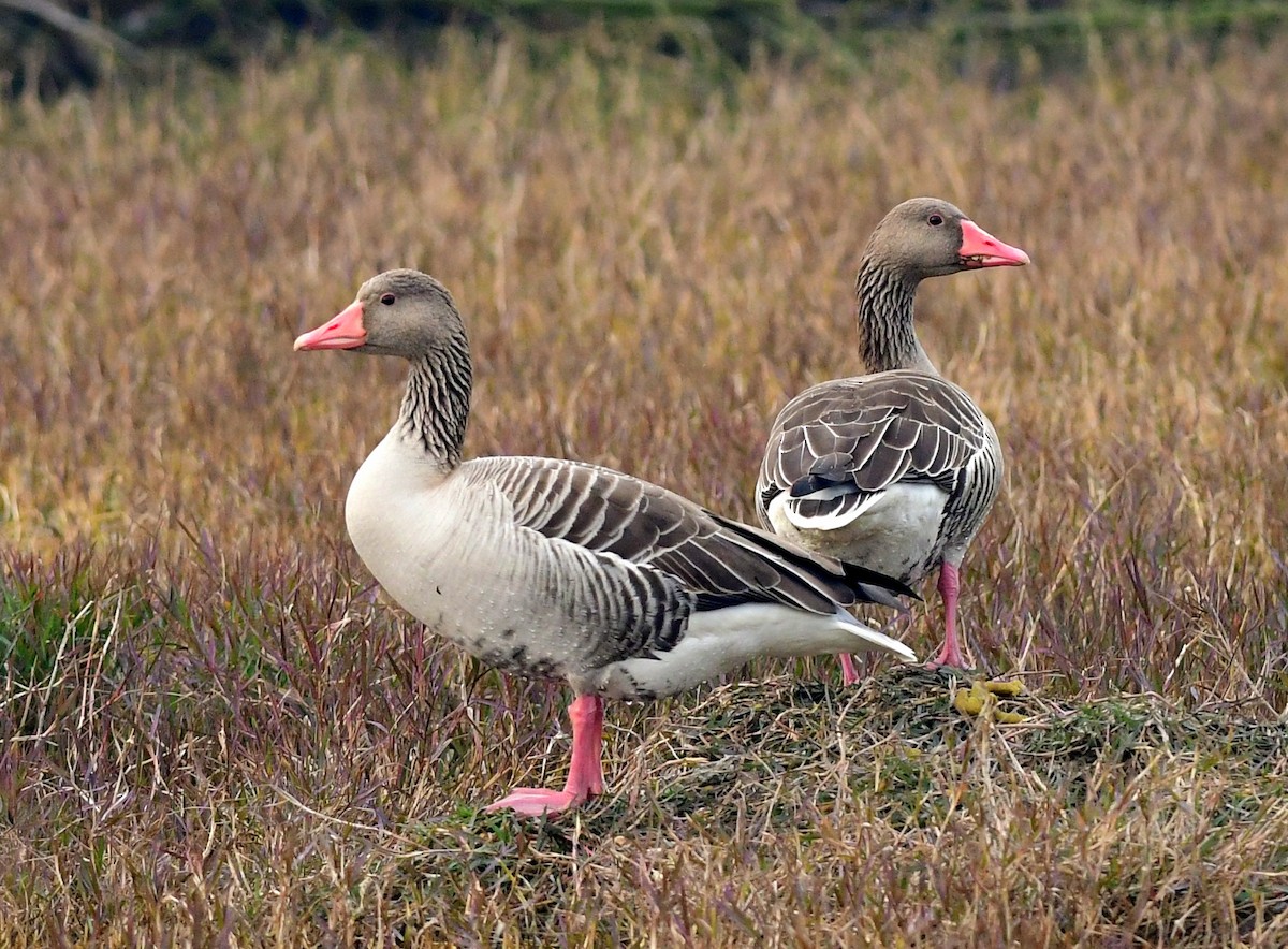 Graylag Goose - Ajoy Kumar Dawn