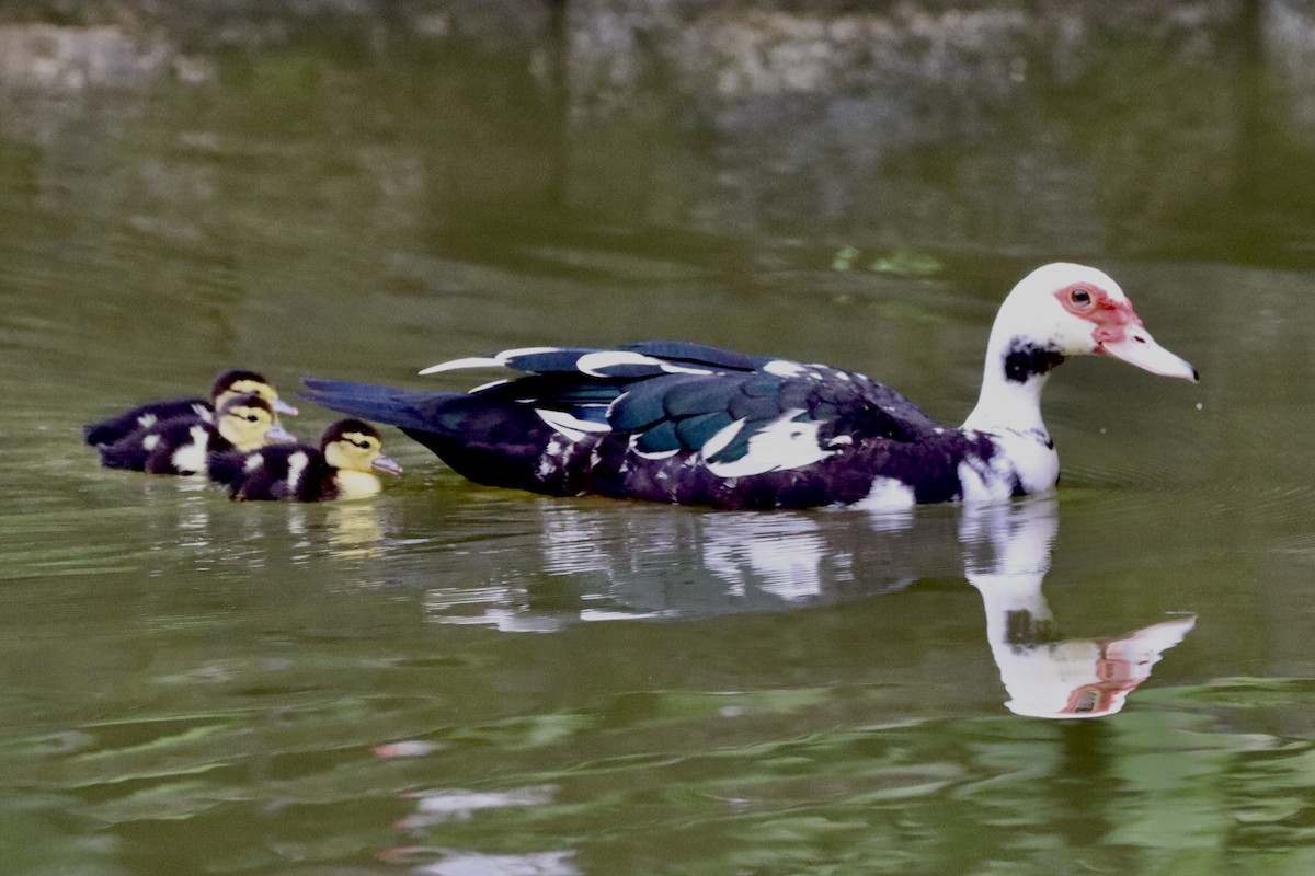 Muscovy Duck (Domestic type) - ML614597214