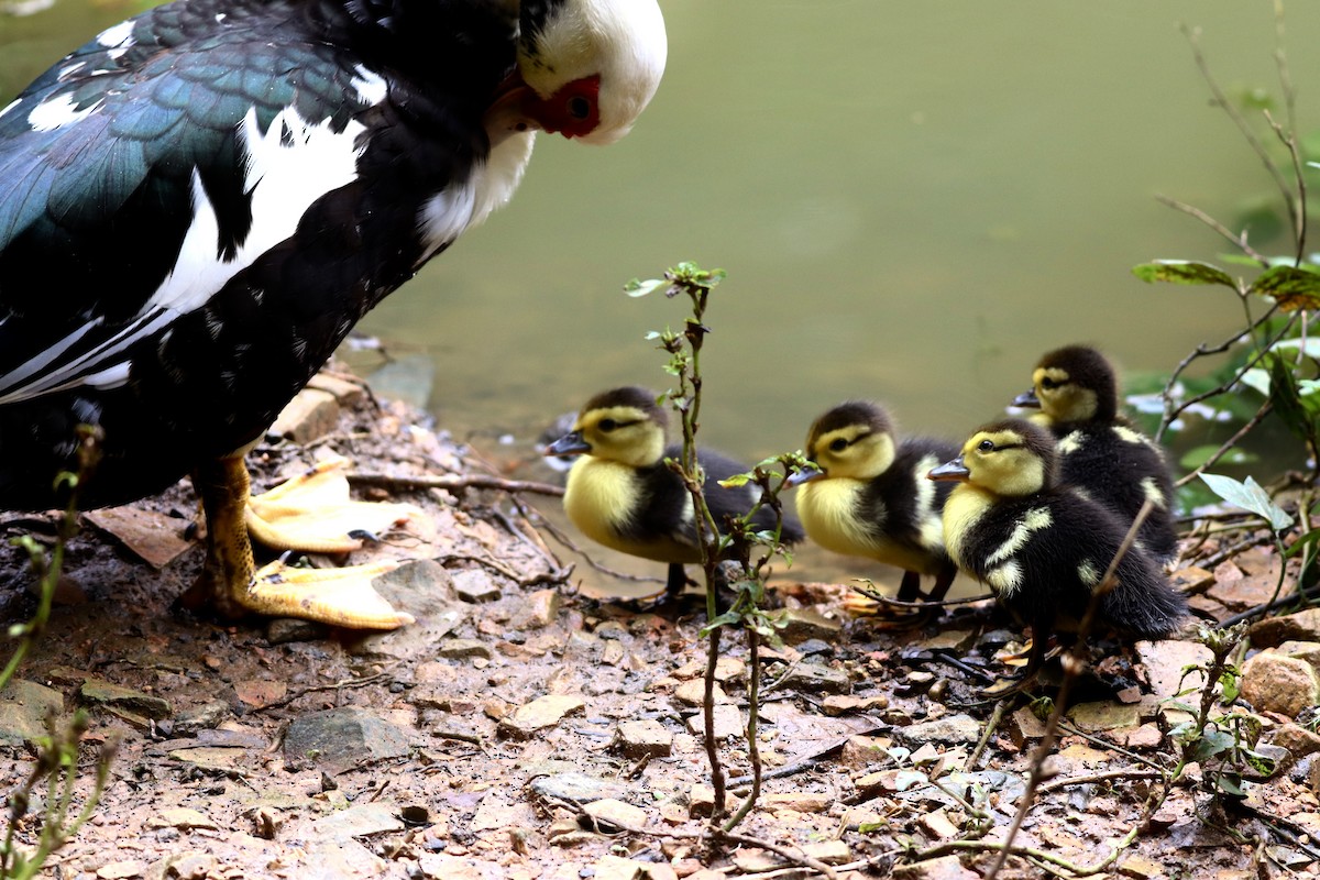 Muscovy Duck (Domestic type) - ML614597215