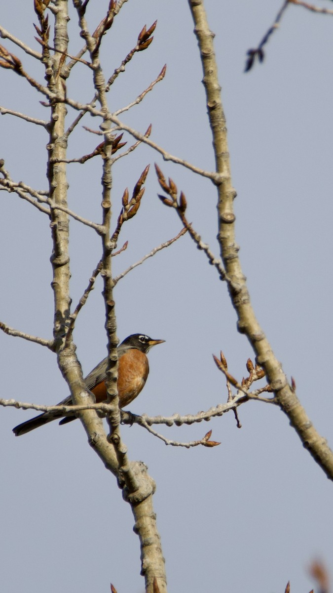 American Robin - ML614597227