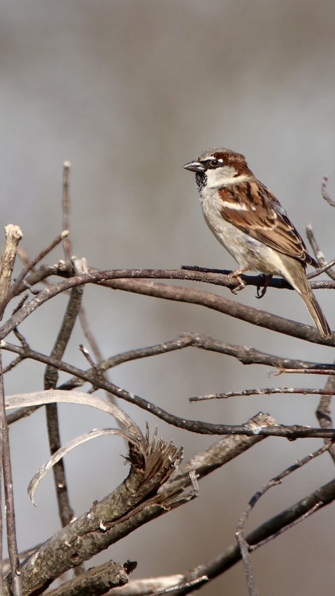 House Sparrow - ML614597229