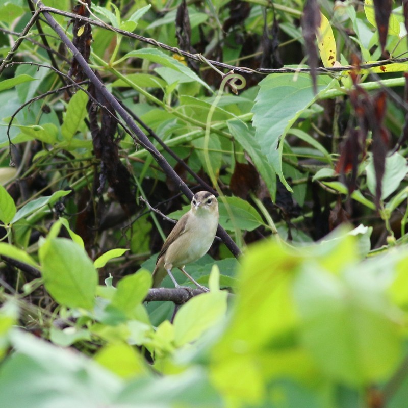 Black-browed Reed Warbler - Rune Neergaard