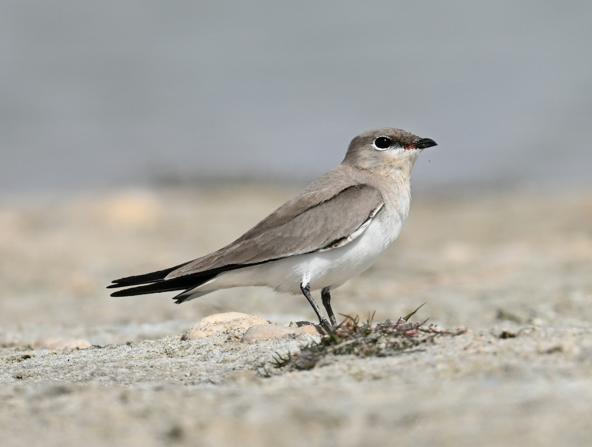 Small Pratincole - ML614597252