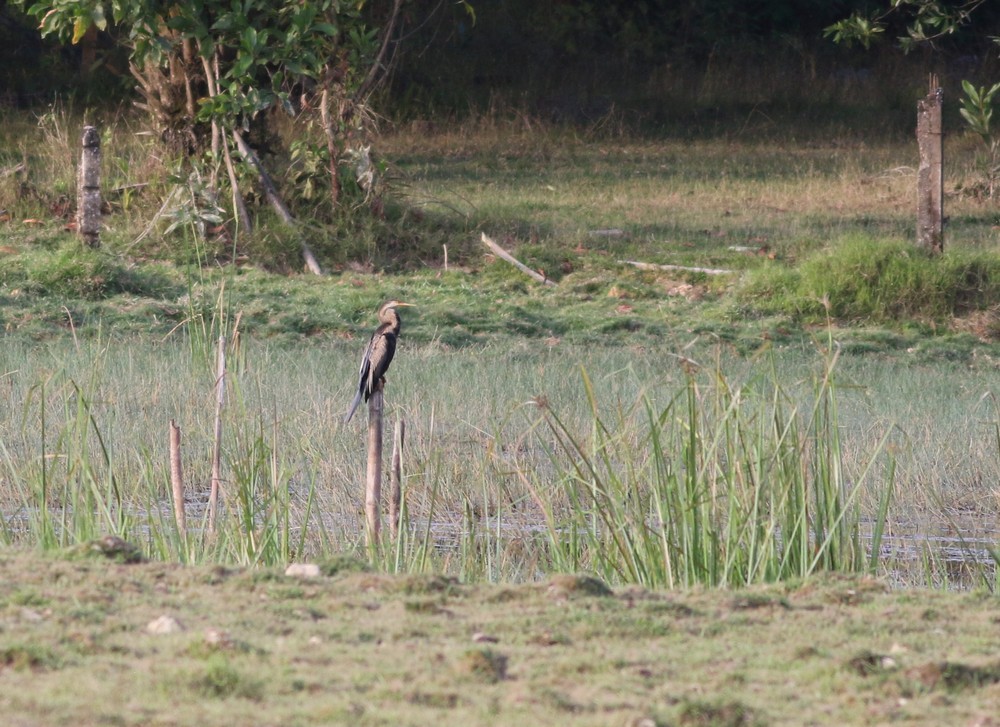 Orient-Schlangenhalsvogel - ML614597260