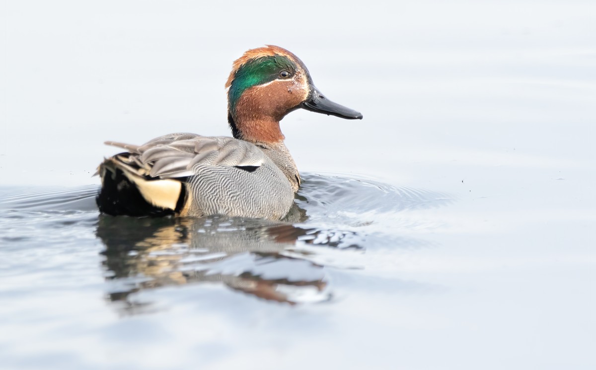 Green-winged Teal - ML614597271