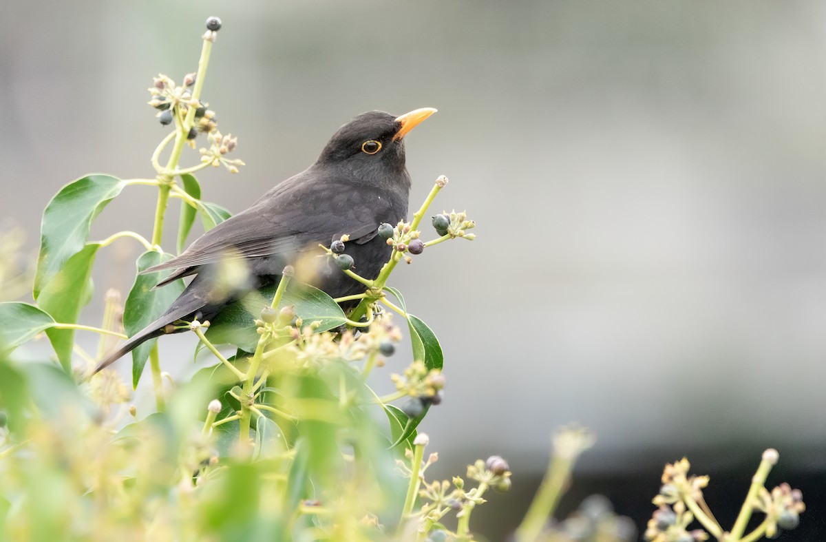 Eurasian Blackbird - ML614597320