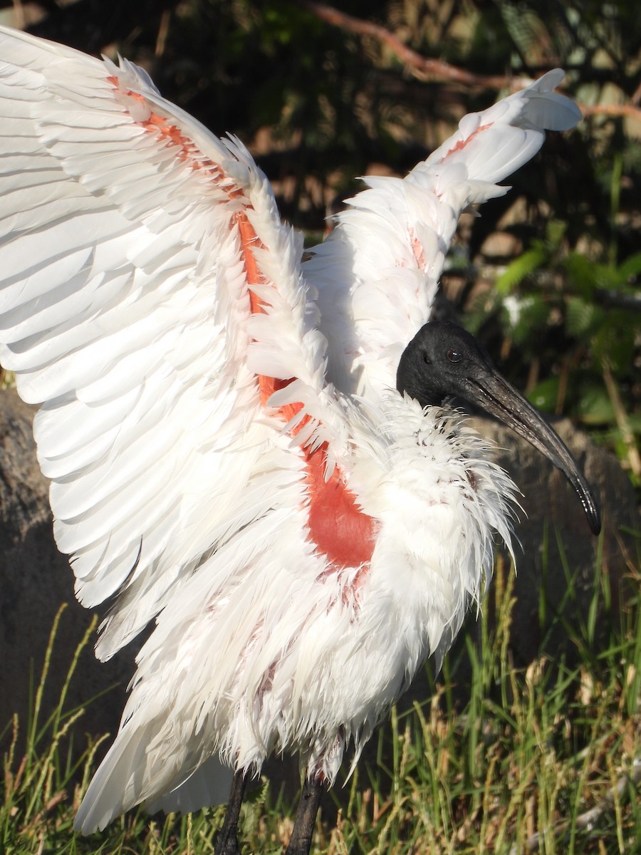 Black-headed Ibis - ML614597335