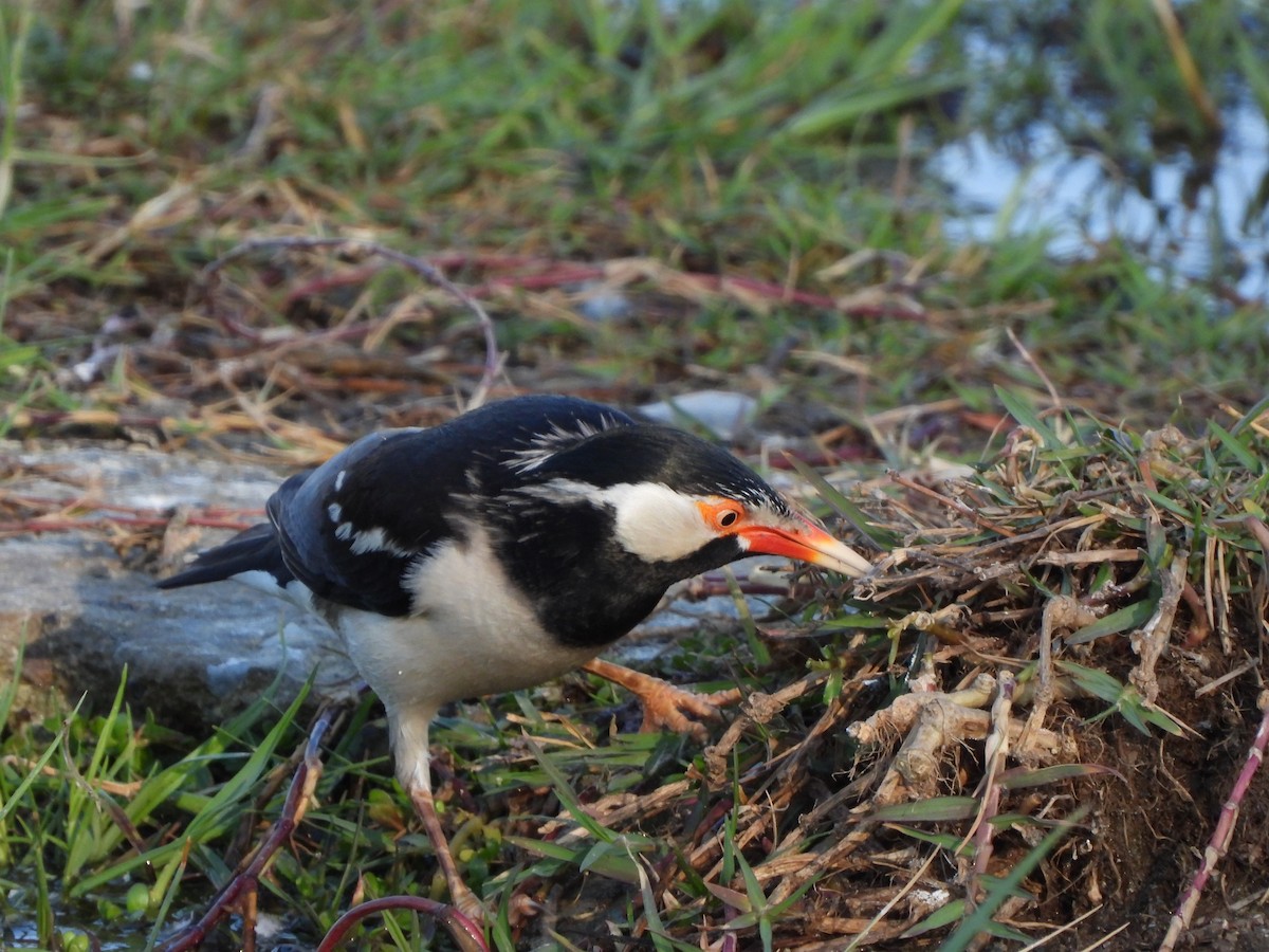 Indian Pied Starling - ML614597365