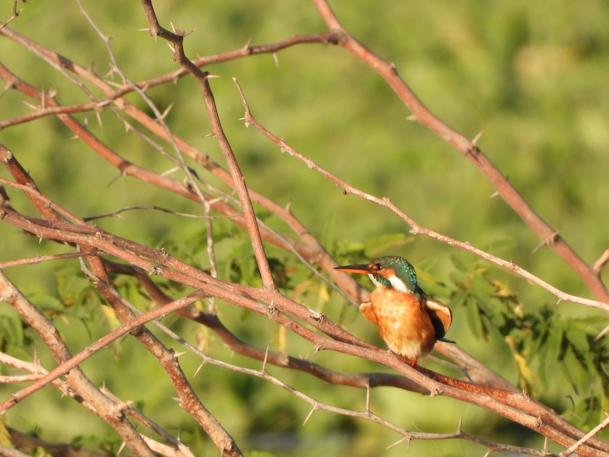 Common Kingfisher - ML614597375