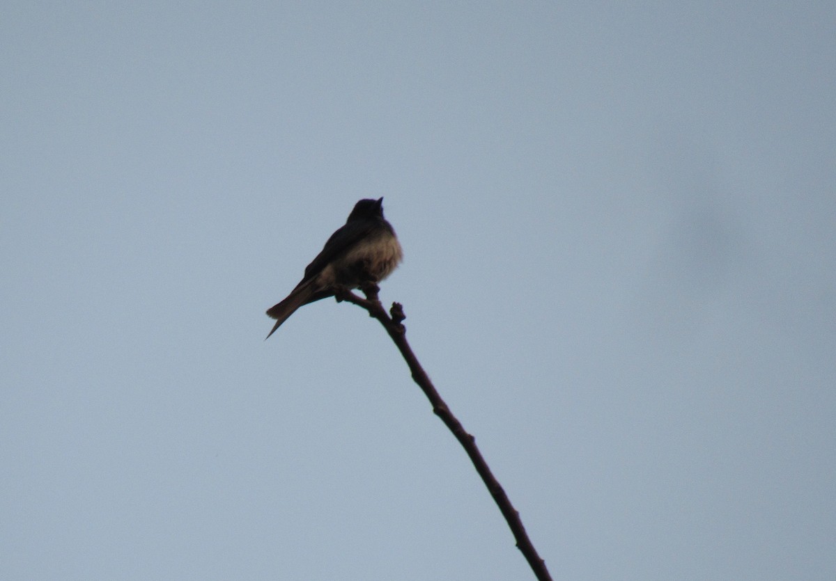 White-bellied Drongo - ML614597377