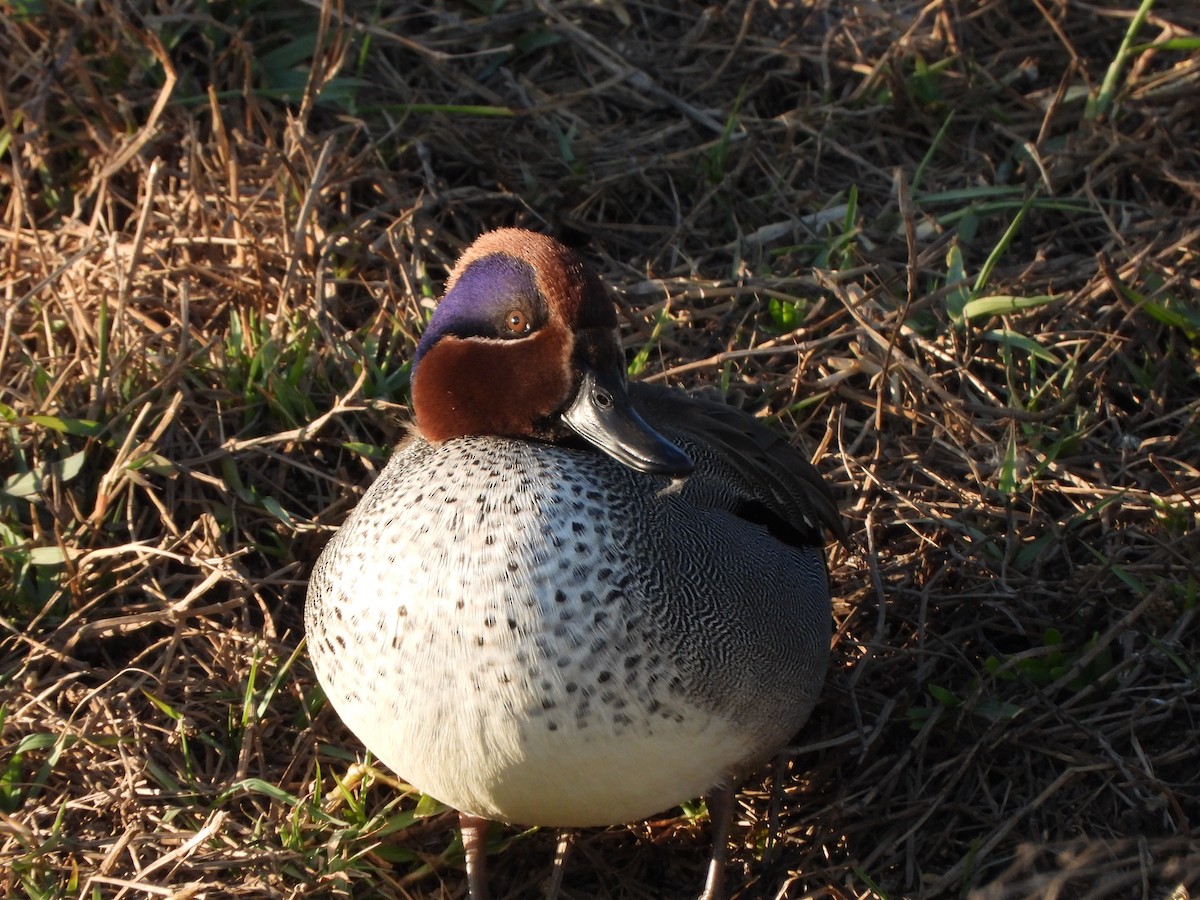 Green-winged Teal - ML614597390