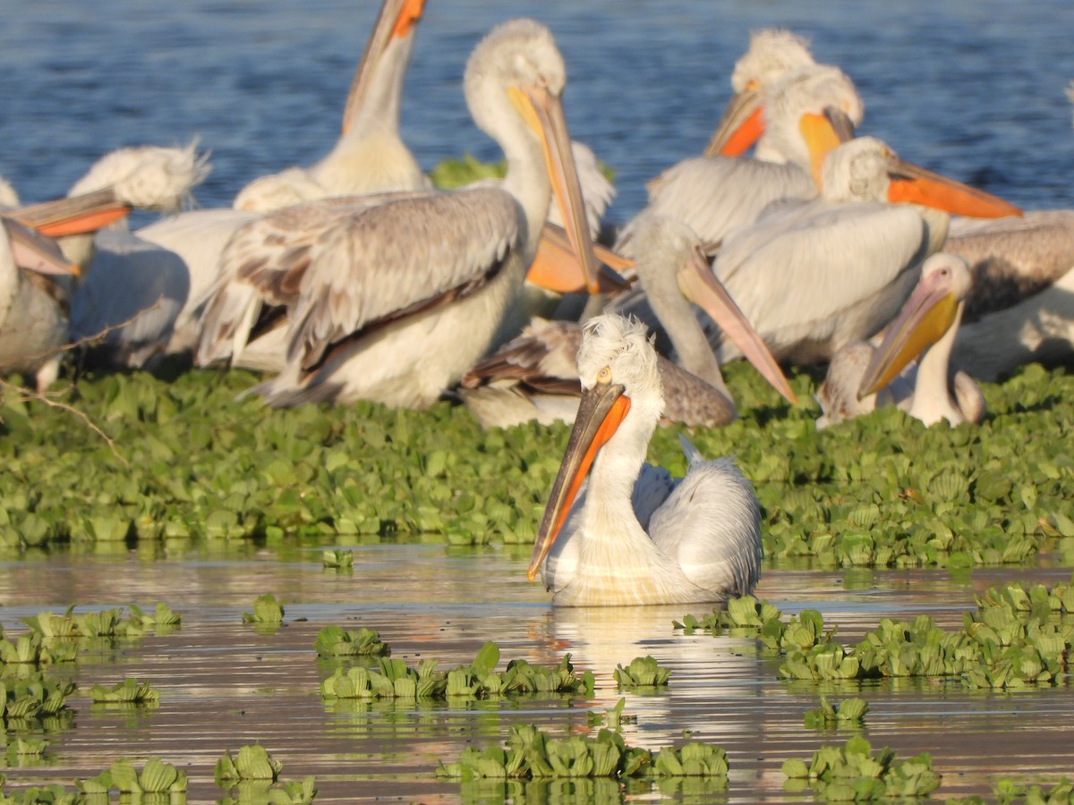 Dalmatian Pelican - ML614597401