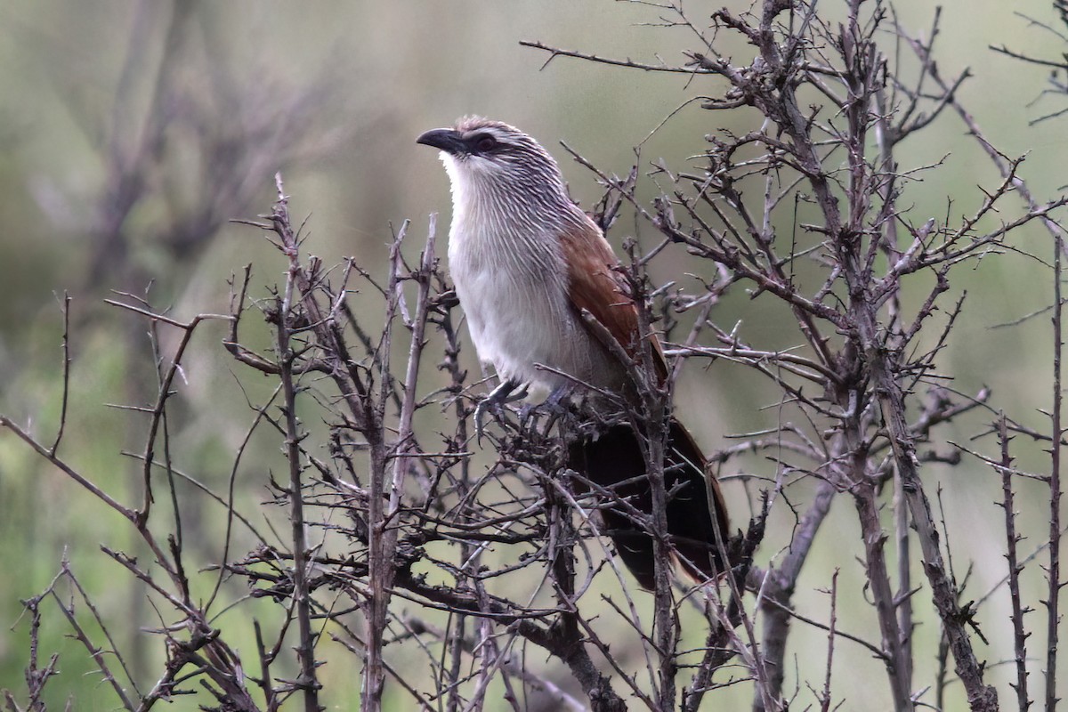White-browed Coucal (White-browed) - ML614597434
