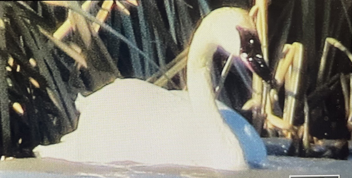 Trumpeter Swan - ML614597442