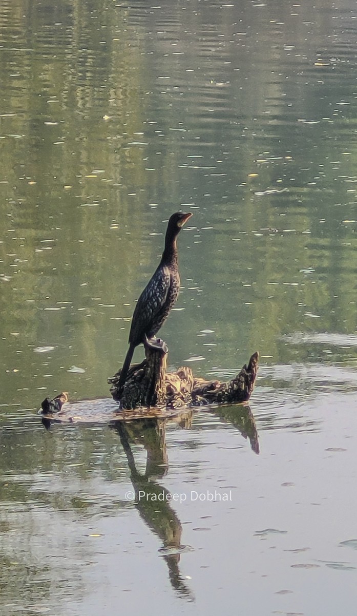 Little Cormorant - ML614597476