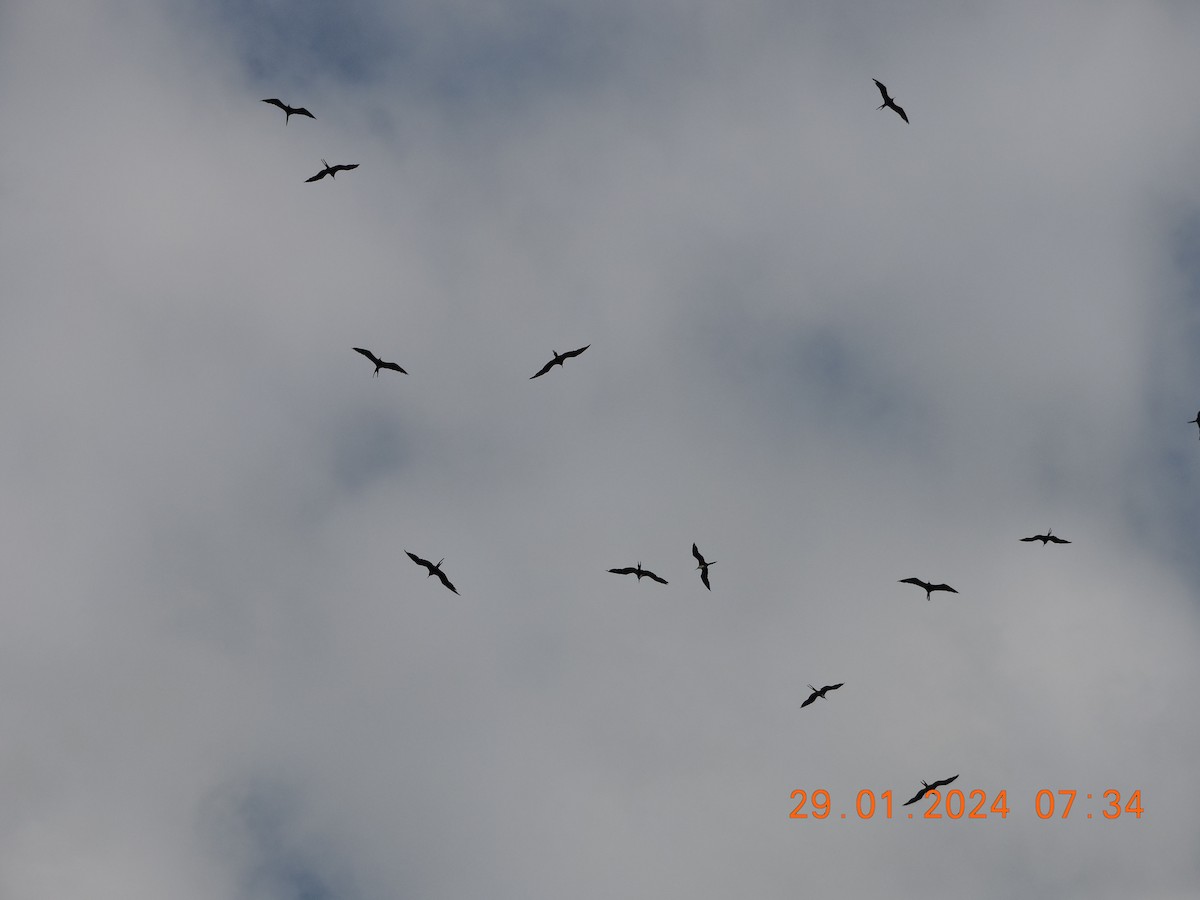 Magnificent Frigatebird - ML614597487