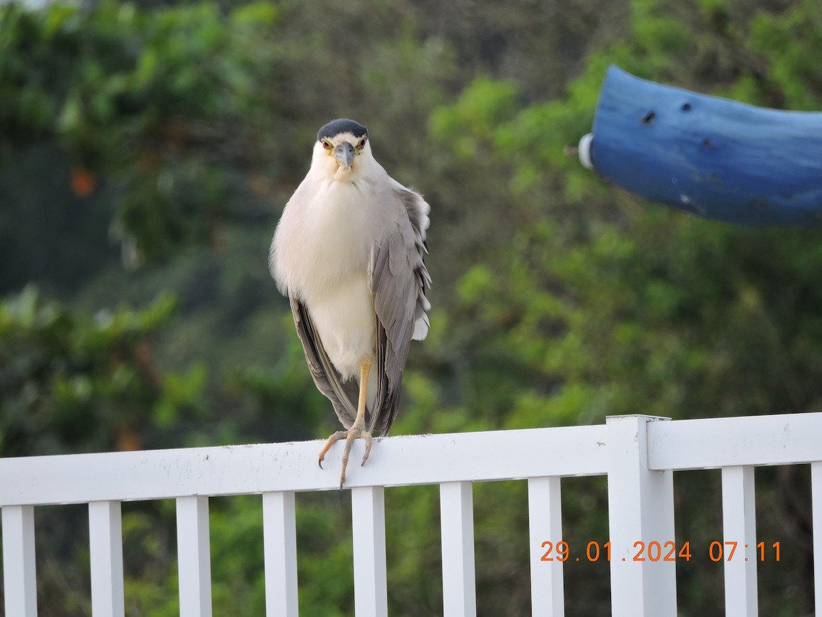 Black-crowned Night Heron - A N