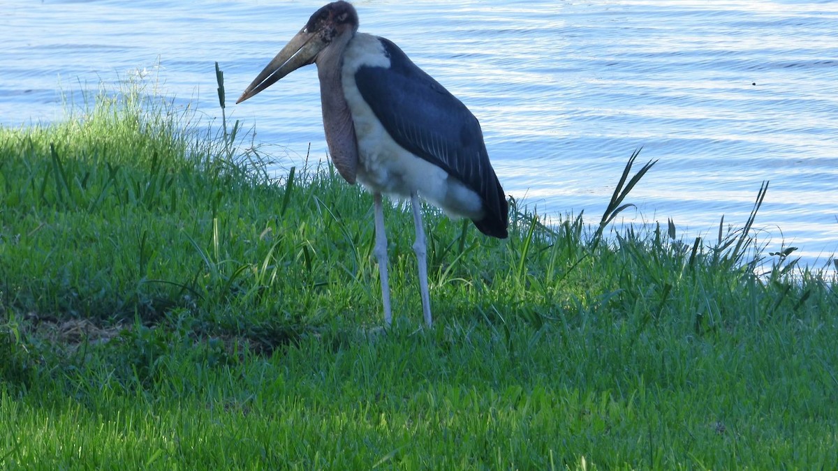 Marabou Stork - ML614597561