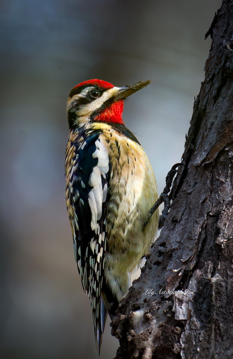 Yellow-bellied Sapsucker - ML614597640