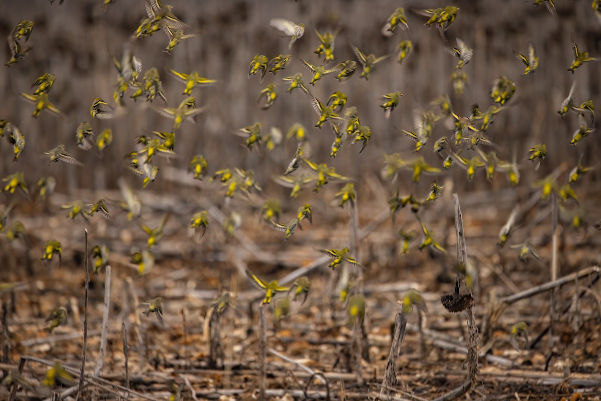 Eurasian Siskin - ML614597647