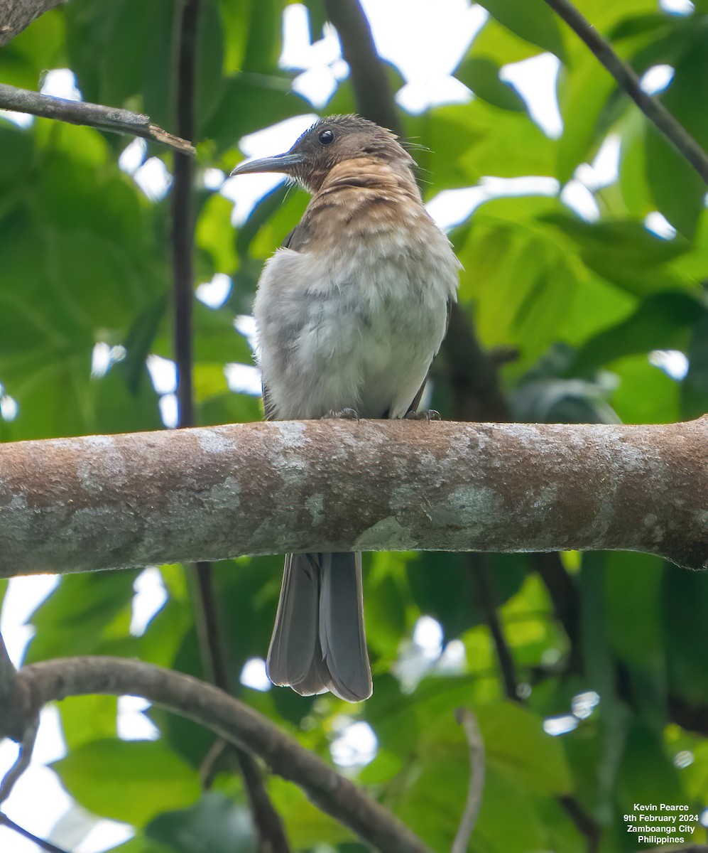 Zamboanga Bulbul - ML614597704