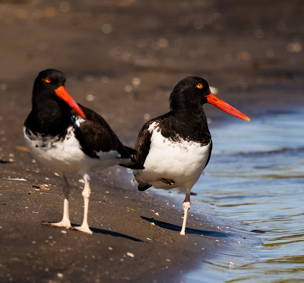 American Oystercatcher - ML614597782