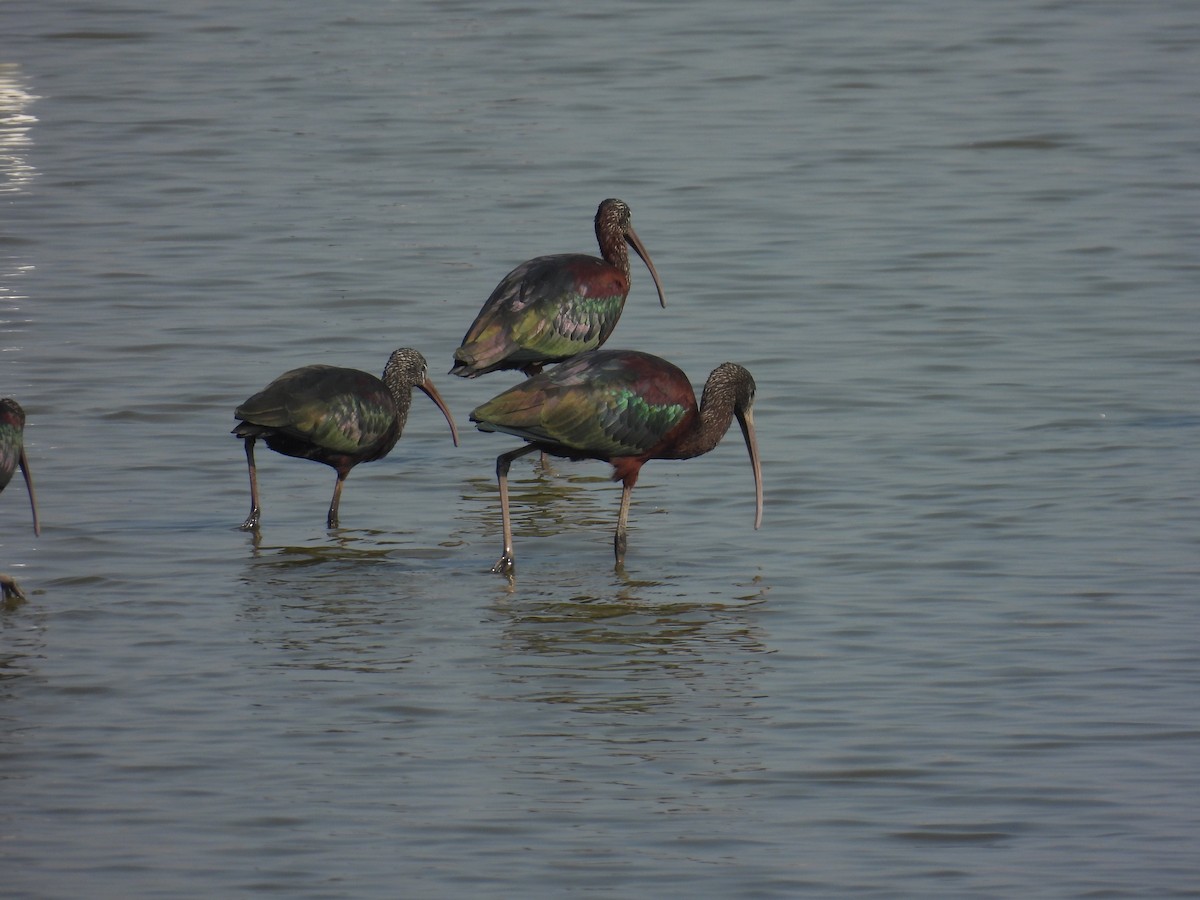 Glossy Ibis - ML614597783