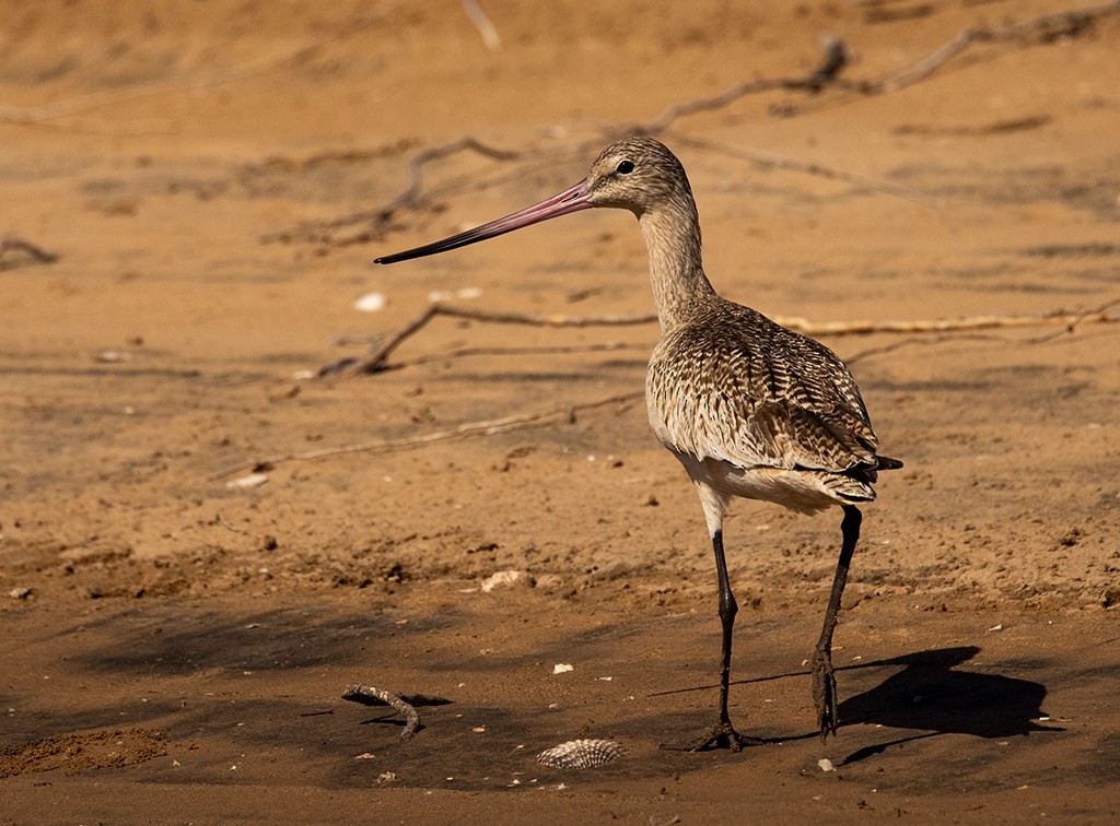 Marbled Godwit - ML614597787