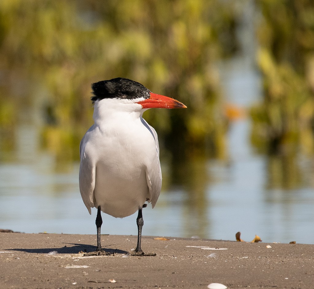 Caspian Tern - ML614597794