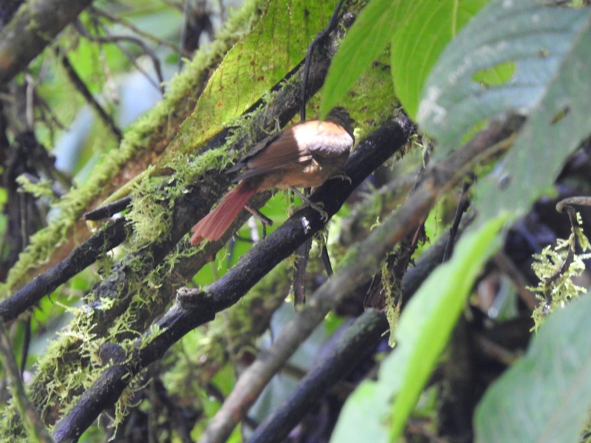 Montane Foliage-gleaner - fabian castillo